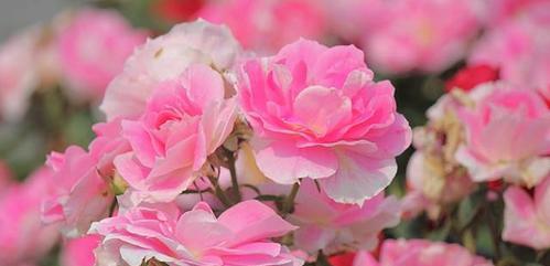 高冷花之神秘与魅力（探索高冷花的真实本质）