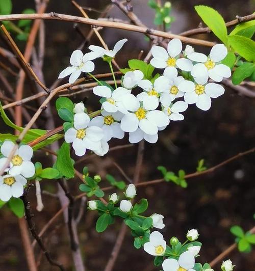 积极向上的花朵（阳光）