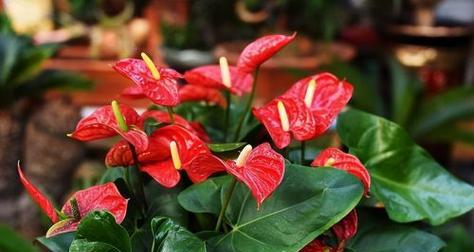 守护的花花语（解读花语）