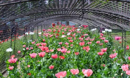 恶之花（从鲜花中看出恶意）