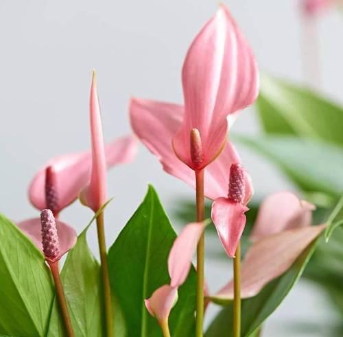 感恩之花——谢意的花（传递温暖与感激）