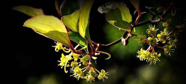 再见的花——告别的花语（以花朵的语言）