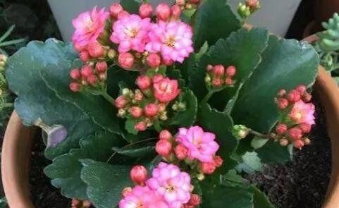 长寿花花语（揭秘能够象征长寿的花卉种类及其文化内涵）