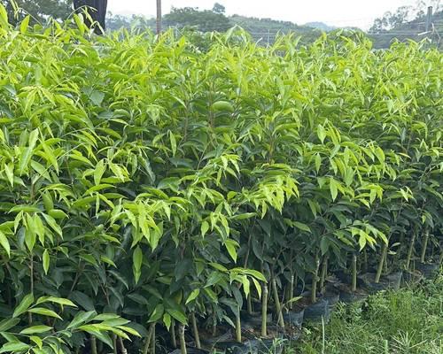 沉香树的风水作用与寓意（探索沉香树的风水功效）
