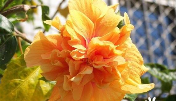 橙色风信子的花语及代表意义（探究橙色风信子花语背后的寓意与象征）
