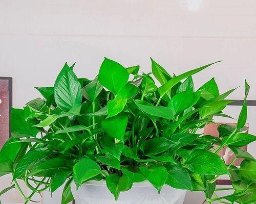 大叶绿萝的风水寓意与摆放位置（招财进宝、和谐平衡）