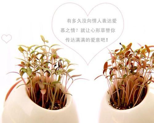 爱情花开，恋爱的枝枝叶叶（用植物来诠释爱情）