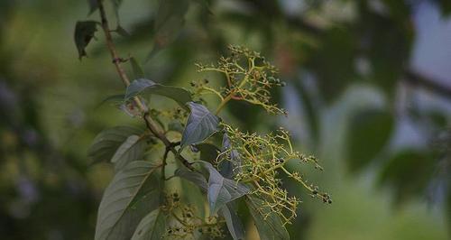 植物中的奉献之美（揭开奉献之花的神秘面纱）