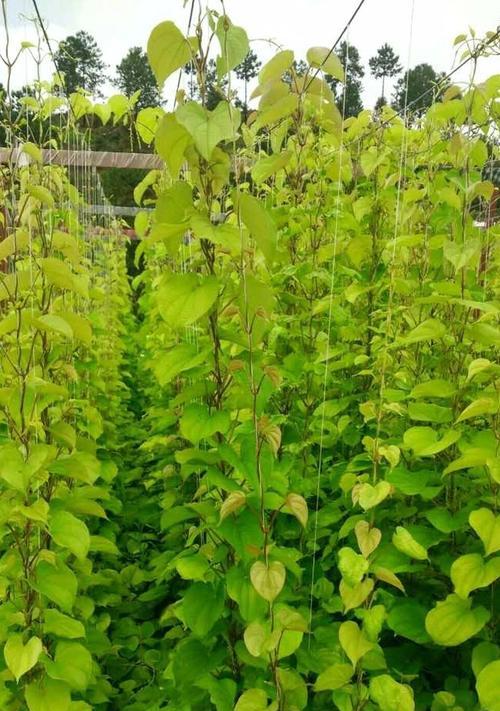 父爱如植物，悉心滋养成长（探寻父亲形象中的植物象征及意义）