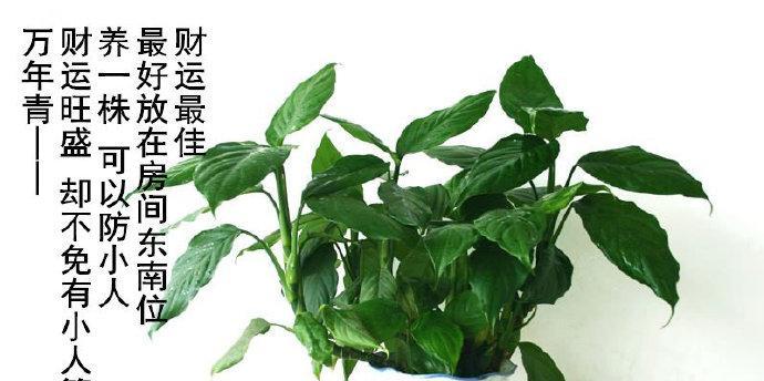 植物中的好运使者——探索代表好运的植物（解锁幸福密码）