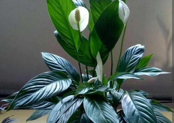 花舞幻想（探寻代表幻想的花卉）