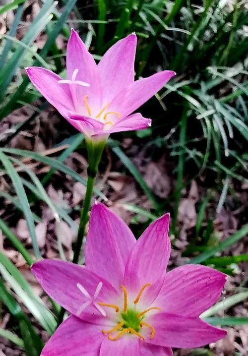 花中的坚韧力量（探寻代表坚强傲骨的花的奇特之处）