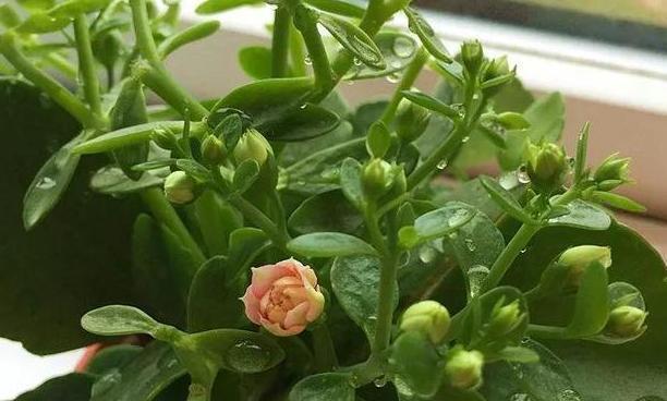 探索健康长寿的植物奇迹（揭秘自然之宝）