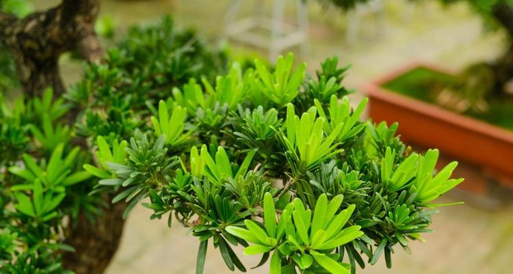 廉洁之道（从植物世界中寻找廉洁品质的象征）