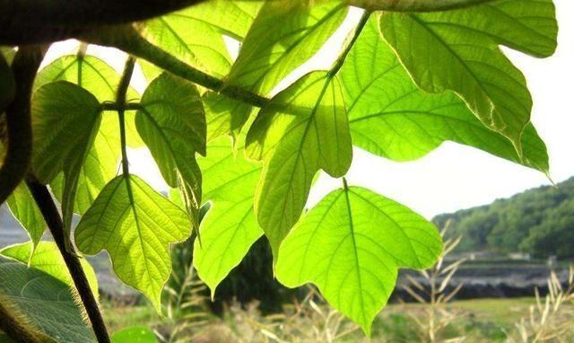 植物中代表女性的美丽与力量——探索女性象征植物的世界（以花朵）