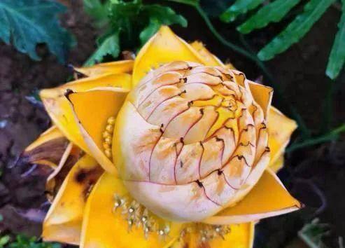 善良之花（探索花朵中的善良之美）
