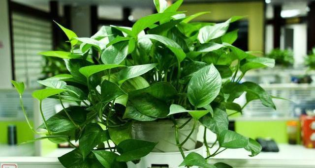 代表守护的植物有哪些（探索植物世界中的守护者）