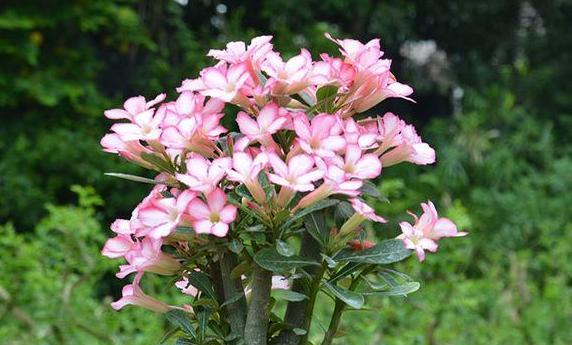 代表顺利的植物大盘点（从幸运竹到百合花）