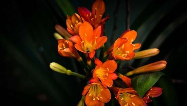 花开希望，曙光涌动（以花为祈愿）
