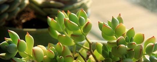 夏日之美（五彩缤纷的夏季植物令人心旷神怡）