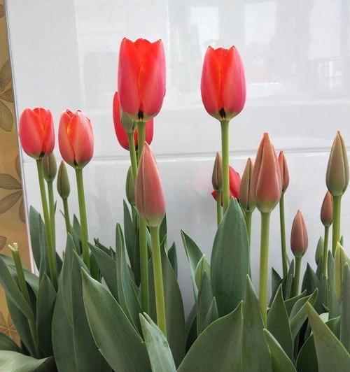 以代表学业有成的花——菊花（花开学路）