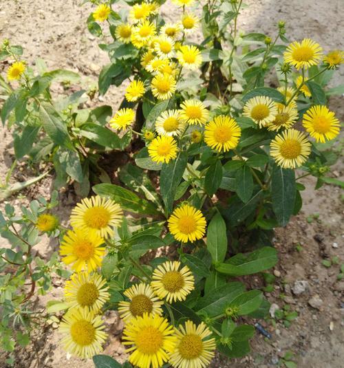 友谊之花（传承）