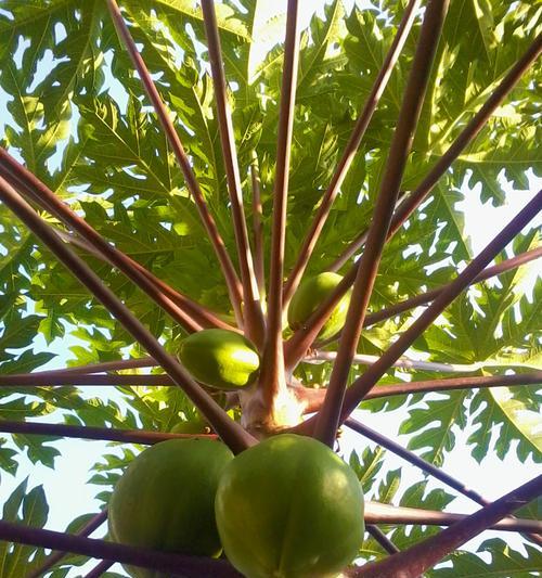 种植木瓜的最佳季节和注意事项（木瓜果树的品种）