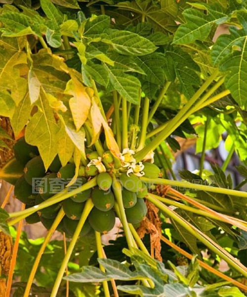 木瓜树的生长环境及生长地方条件（探究木瓜树的适宜生长条件）
