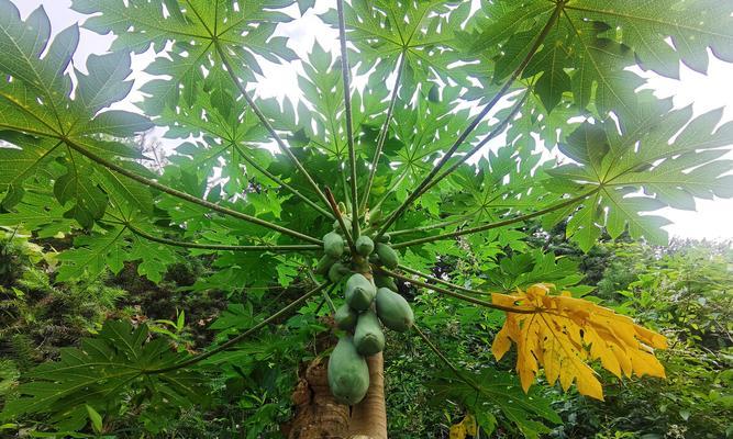 木瓜树种植几年能结果（木瓜树的生长期）
