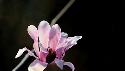 木兰和玉兰，两种不同的花（探究木兰和玉兰花的特点及区别）
