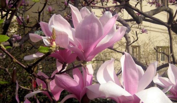 木兰花花期及生长习性解析（探秘中华名花的盛开时间与特点）