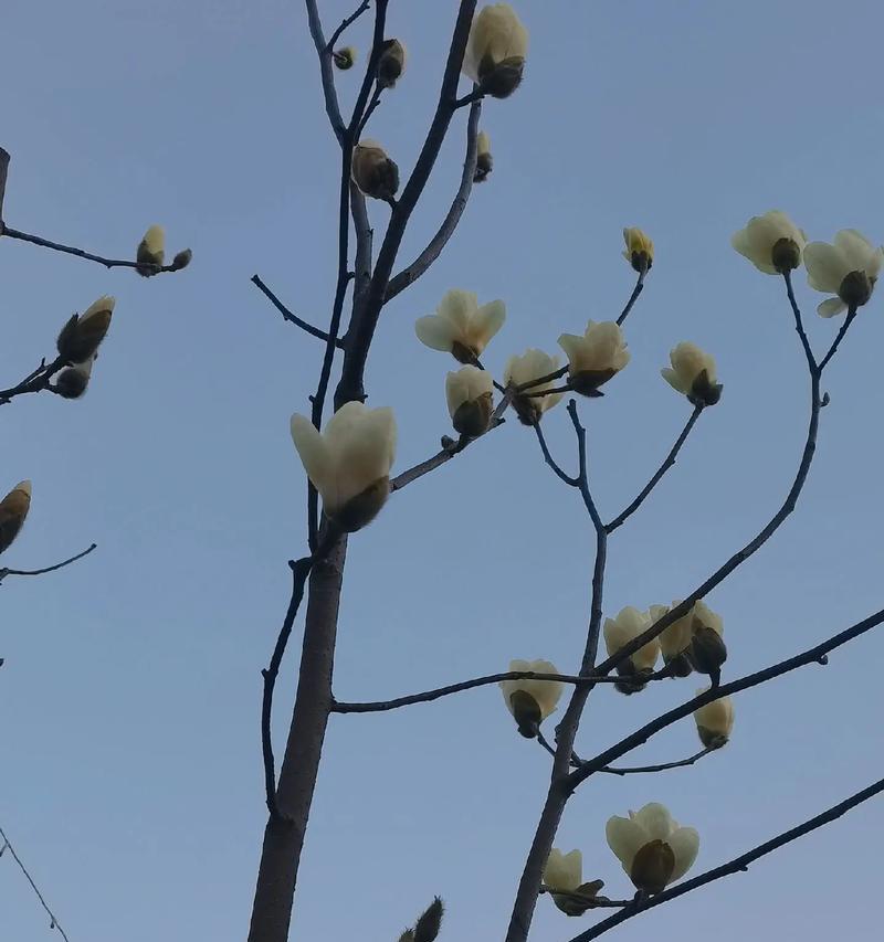 木兰花——中华传统文化的珍品（解密木兰花的历史）