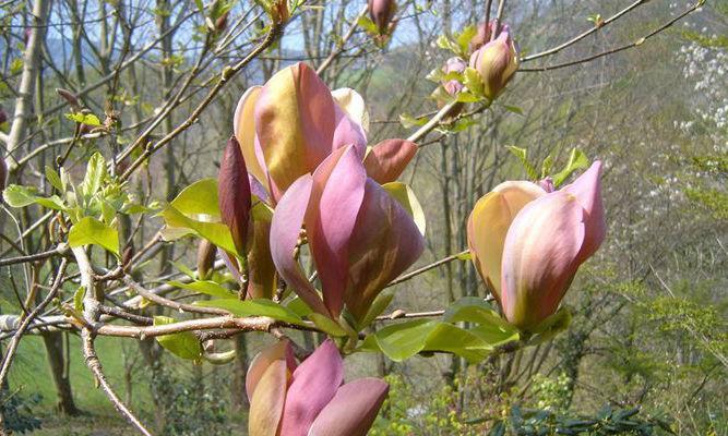 探秘神秘的木兰科植物（从花、果到种类）