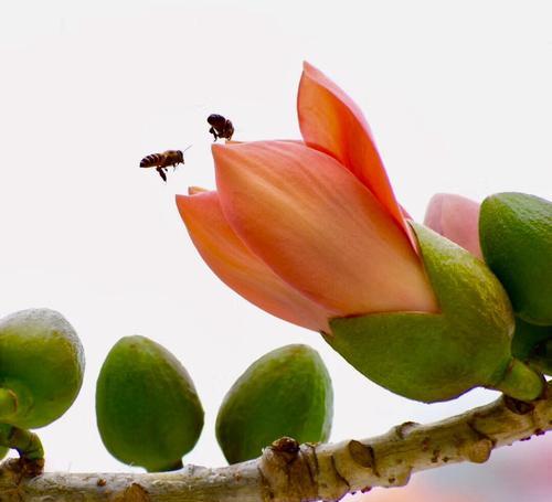 木棉花——热带之美（探究木棉花的形态和特点）