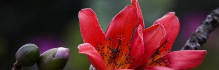 木棉花的花期及生长习性