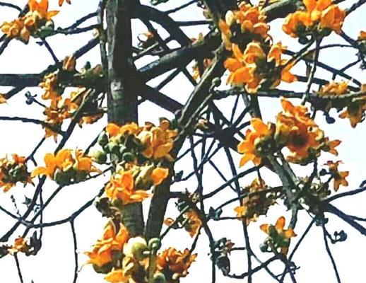木棉花生长环境及生长地点分析（了解木棉花的栽培条件）