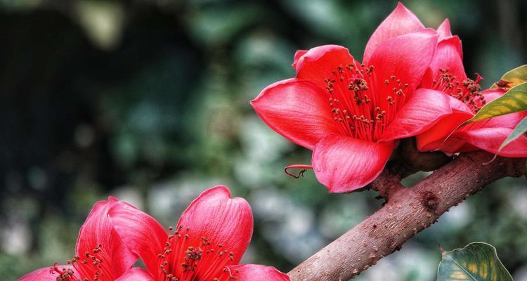 木棉花，柬埔寨国花（柬埔寨国花木棉花的文化象征及历史传承）