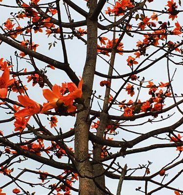 木棉花——热带之美（探寻木棉花的魅力与奥秘）