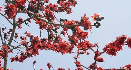 木棉花，湛江市之美（探寻湛江市的市花）