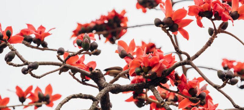 木棉——热带之美（探秘木棉的神奇之处）