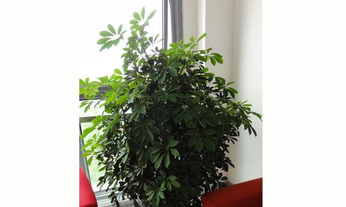 木命旺财之选——养这些植物，财运不断（据说这些植物最能招财）