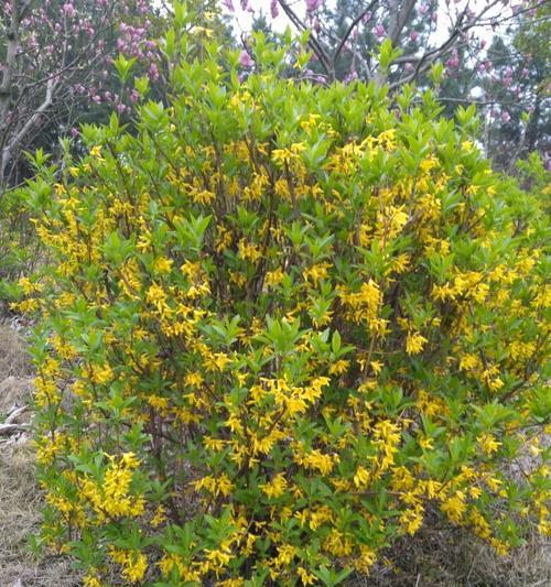 探秘木犀科植物的芳香世界（从花朵到精油）