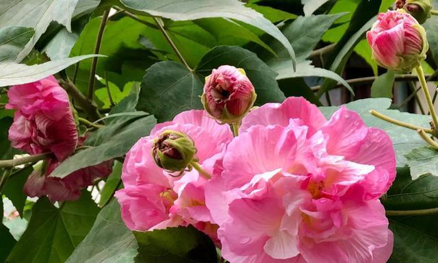 解析木芙蓉和木槿花的异同（区别在哪里）