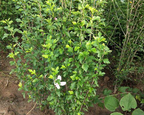 木槿冬天落叶现象（探究木槿冬季落叶原因及对植株生长的影响）