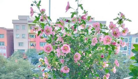 木槿开花时间及特点（了解木槿）