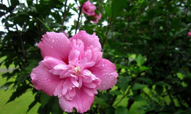 木槿花冬天开花的奥秘（解析木槿花冬天开花的原因和注意事项）