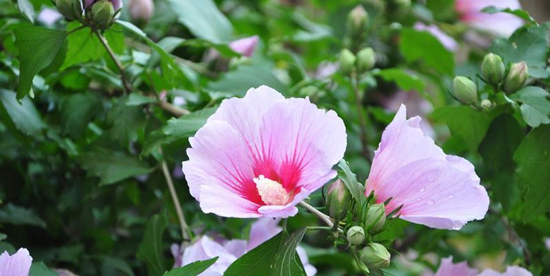 木槿花花期是什么时候（探究木槿花的开花时间以及观赏时间）