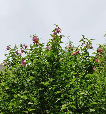 种植木槿花，打造美丽家门口（打造家门口的“花海”）