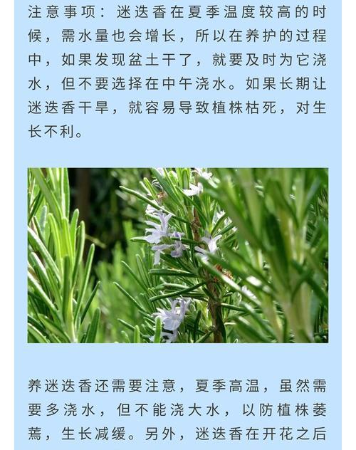 木槿浇水时间与正确方法（做好这些）