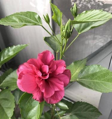 木槿开春发芽，应该如何关注（寻找木槿的新生）